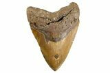 Huge, Fossil Megalodon Tooth - North Carolina #346338-1